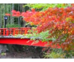 【ご近所さん歓迎】静岡県伊豆市の修善寺の中継