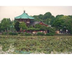【ご近所さん歓迎】東京都台東区上野公園の不忍池の中継