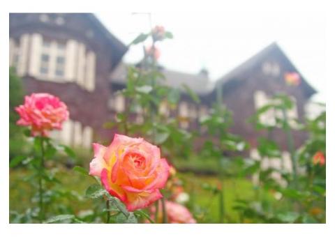 【ご近所さん歓迎】東京都北区西ケ原の旧古河庭園の中継