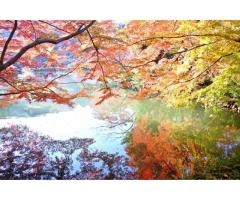 【ご近所さん歓迎】東京都町田市野津田町の薬師池公園の中継