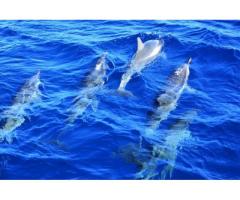 【ご近所さん歓迎】東京都御蔵島村のミナミハンドウイルカの中継