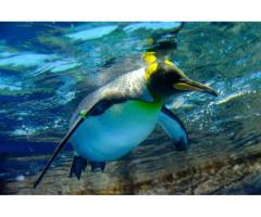 【ご近所さん歓迎】神奈川県横浜市金沢区八景島の八景島シーパラダイス の体験共有