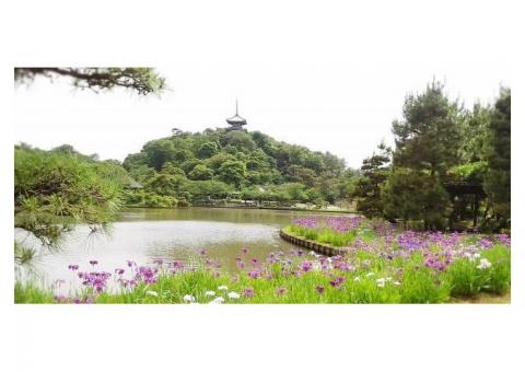 【ご近所さん歓迎】 神奈川県横浜市中区中区本牧三之谷の三溪園 の体験共有