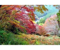【ご近所さん歓迎】奈良県吉野郡吉野町吉野山の体験共有