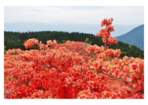 【ご近所さん歓迎】奈良県御所市櫛羅の大和葛城山の体験共有