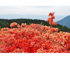 【ご近所さん歓迎】奈良県御所市櫛羅の大和葛城山の体験共有