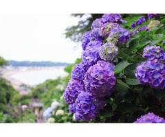 【ご近所さん歓迎】  神奈川県鎌倉市極楽寺の成就院の体験共有