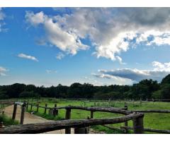 【ご近所さん歓迎】 栃木県那須郡那須町湯本の那須高原南ヶ丘牧場の体験共有