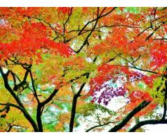 【ご近所さん歓迎】 石川県金沢市小立野の天徳院の体験共有