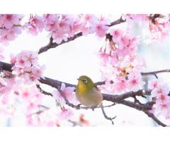 【ご近所さん歓迎】静岡県賀茂郡河津町の河津桜の体験共有