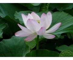 【ご近所さん歓迎】秋田県秋田市の千秋公園の体験共有