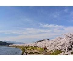 【ご近所さん歓迎】 秋田県仙北市の角館の桜の体験共有