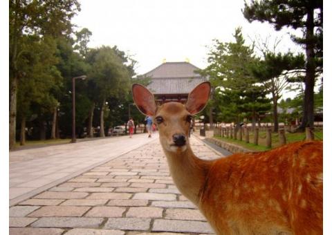 奈良と東大寺をご説明します